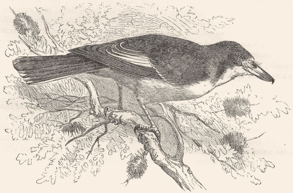 BIRDS. Singing. Tooth-Beaked. Magpie Shrike c1870 old antique print picture